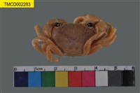 藏品(粗糙酋婦蟹)的圖片